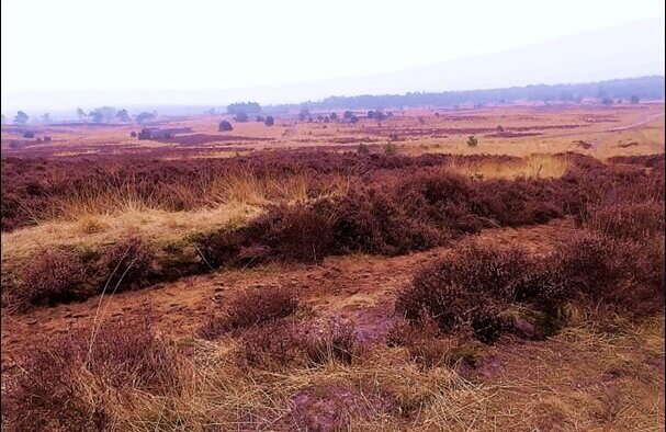 IVN-Lezing stikstof.jpg